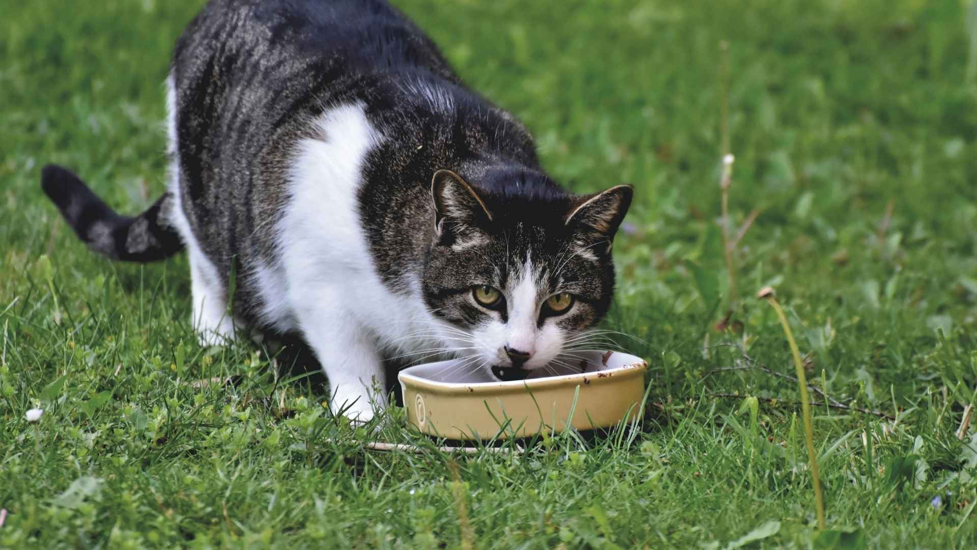 gato comiendo